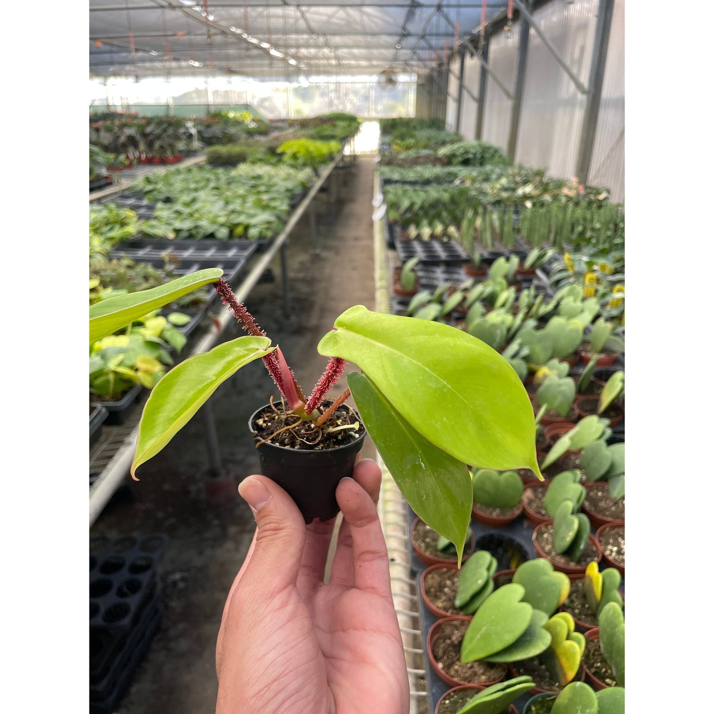 Philodendron 'Squamiferum'