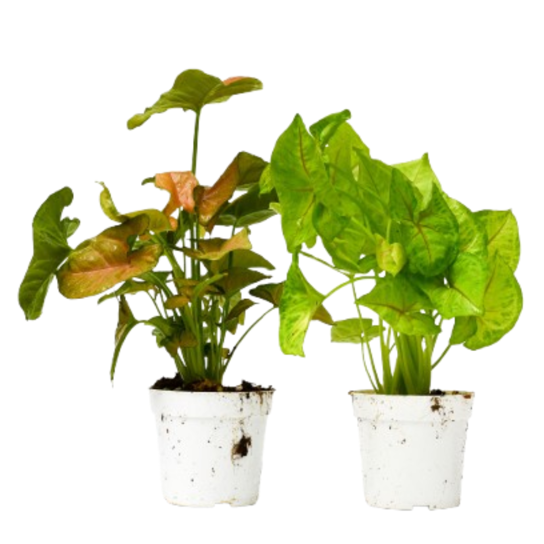 2 Syngonium Variety (Arrowhead Plant) / 4" Pot / Live Plant