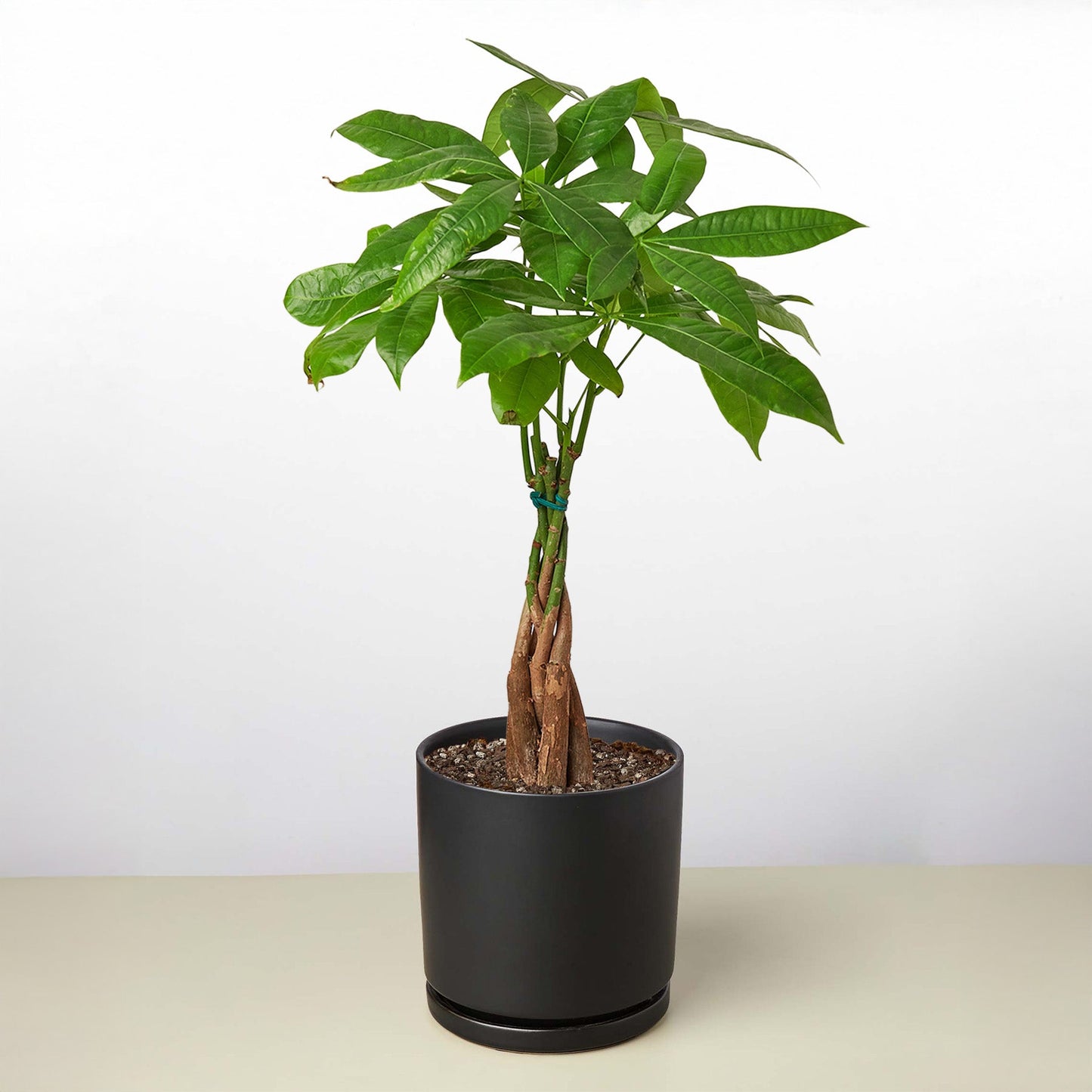 Money Tree 'Guiana Chestnut' Pachira Braid