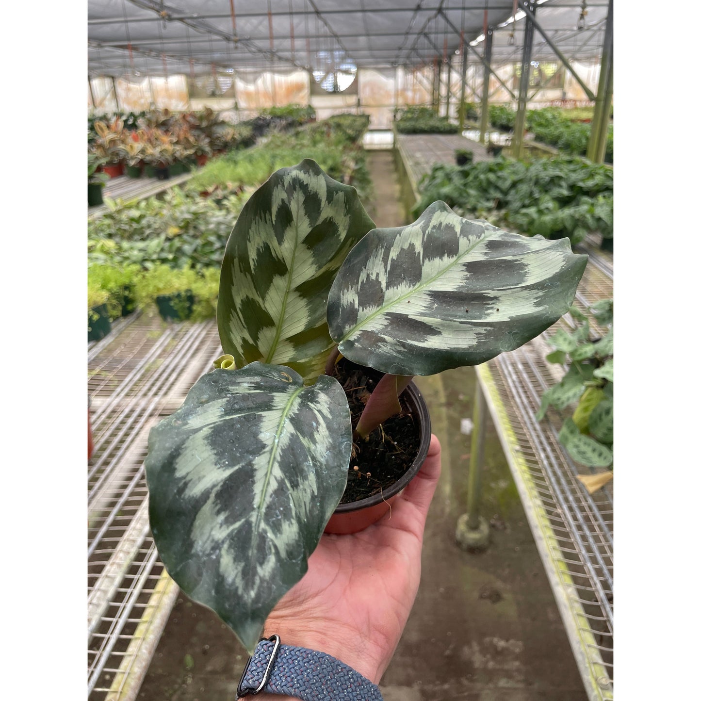 Calathea 'Kennedy'
