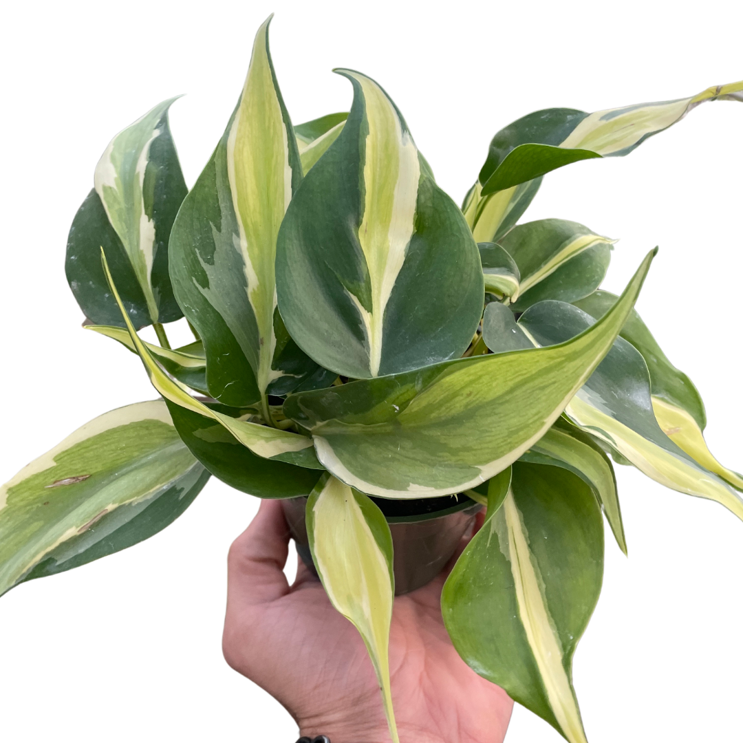 Philodendron 'Silver Stripe' – The Wicked Botanist