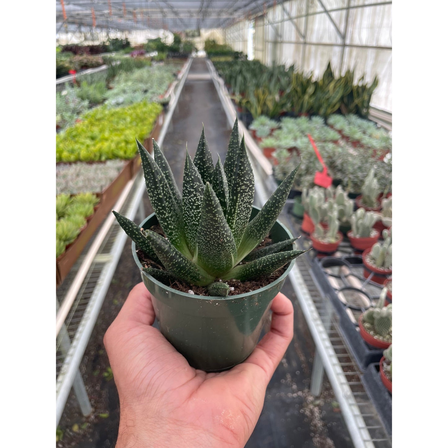 Succulent Gasteria Durban