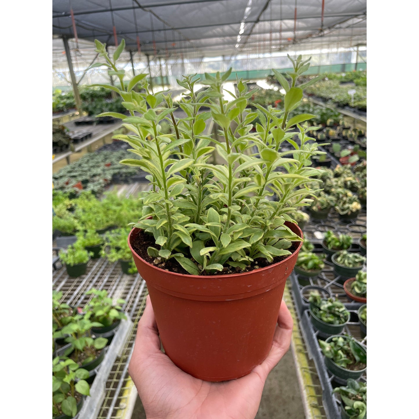 Lipstick 'Bolero Bicolore'