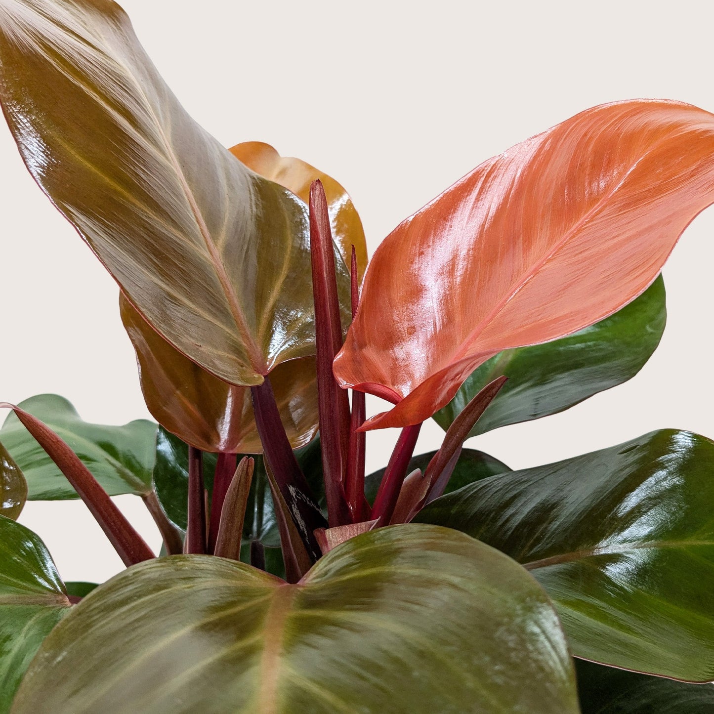 Philodendron 'Sun Red'