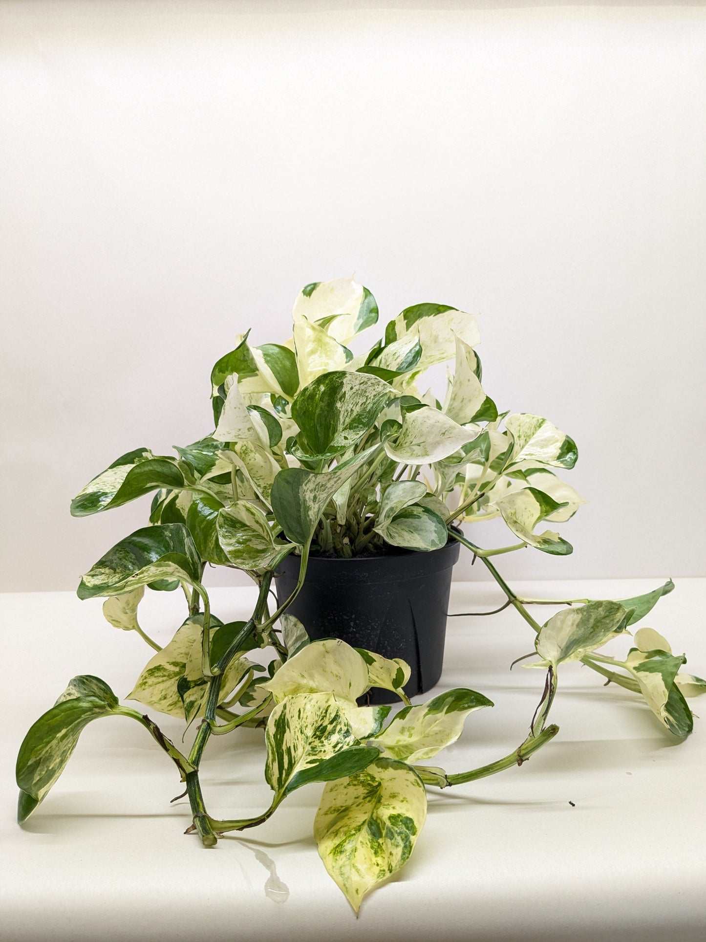 Pothos 'Manjula'
