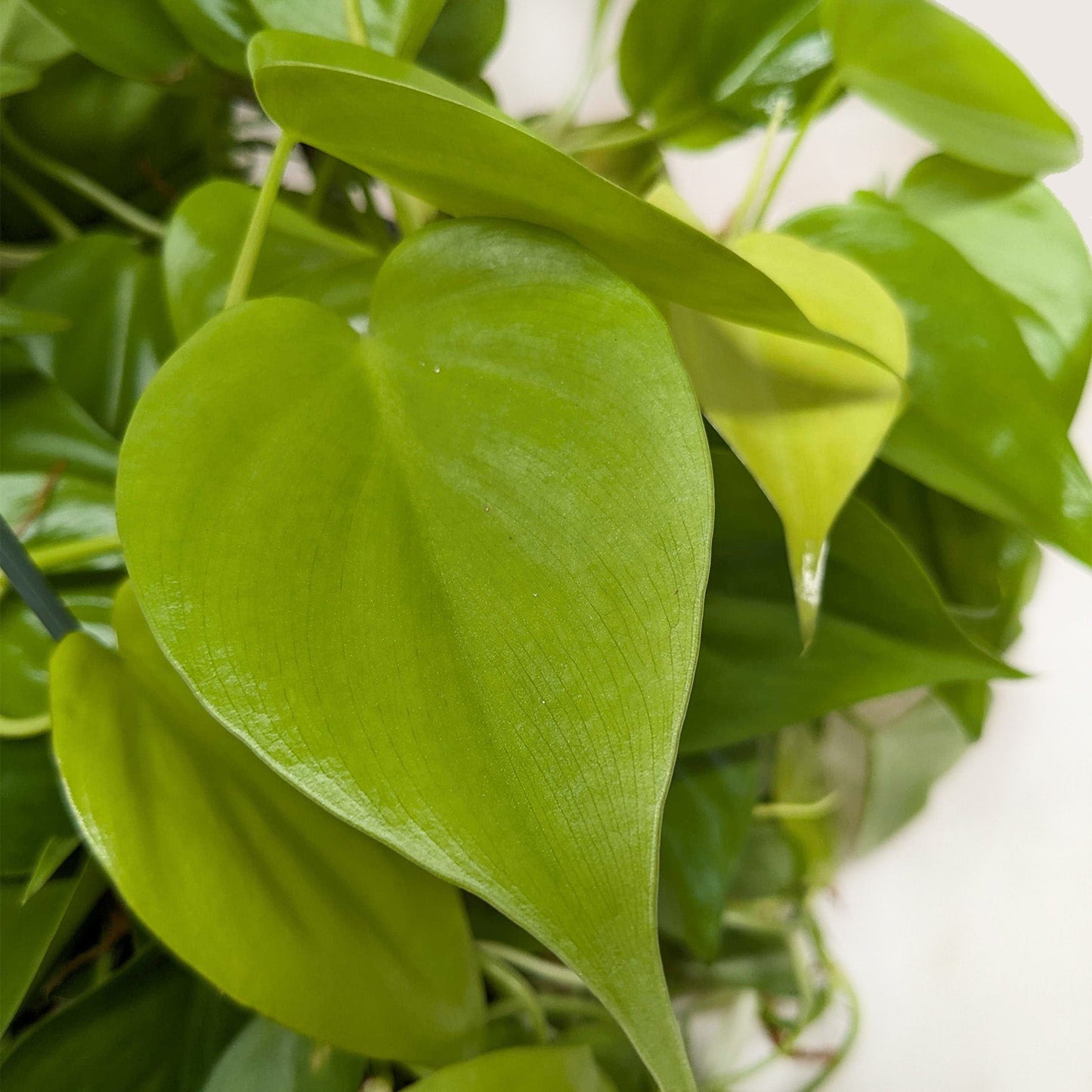 Philodendron Cordatum 'Neon'
