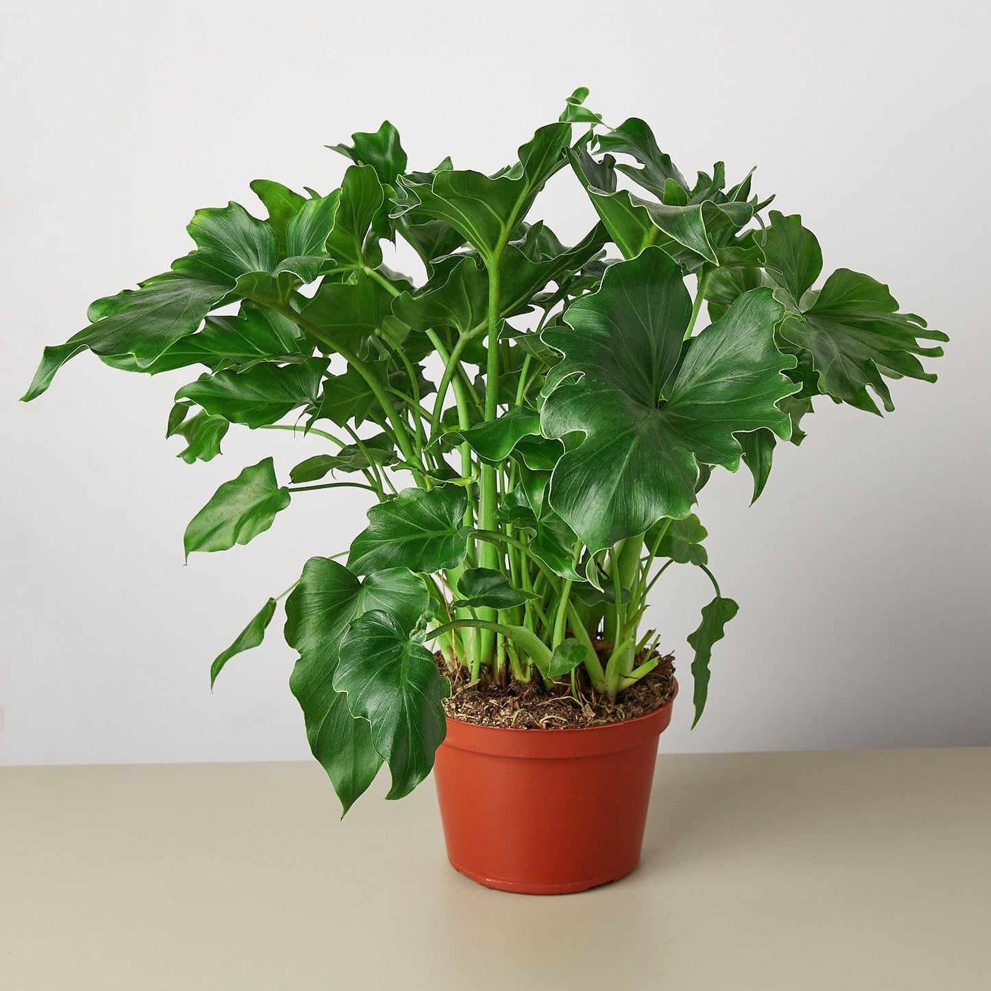 Philodendron ‚ÄòLittle Hope'
