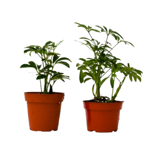 2 Different Schefflera Plants Variety Pack - 4" Pot