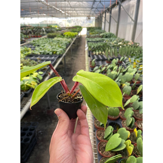 Philodendron 'Squamiferum'