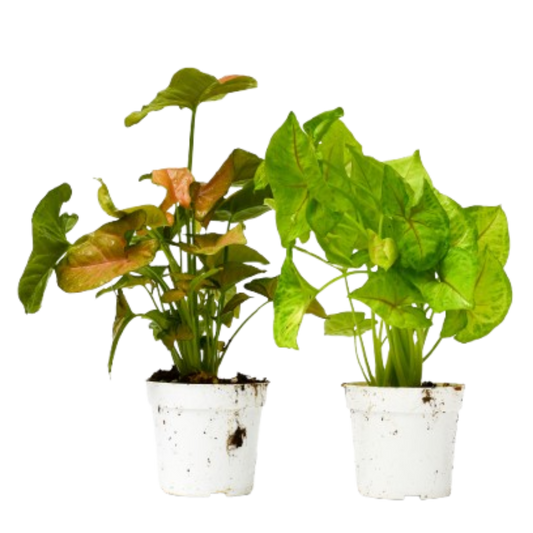 2 Syngonium Variety (Arrowhead Plant) / 4" Pot / Live Plant