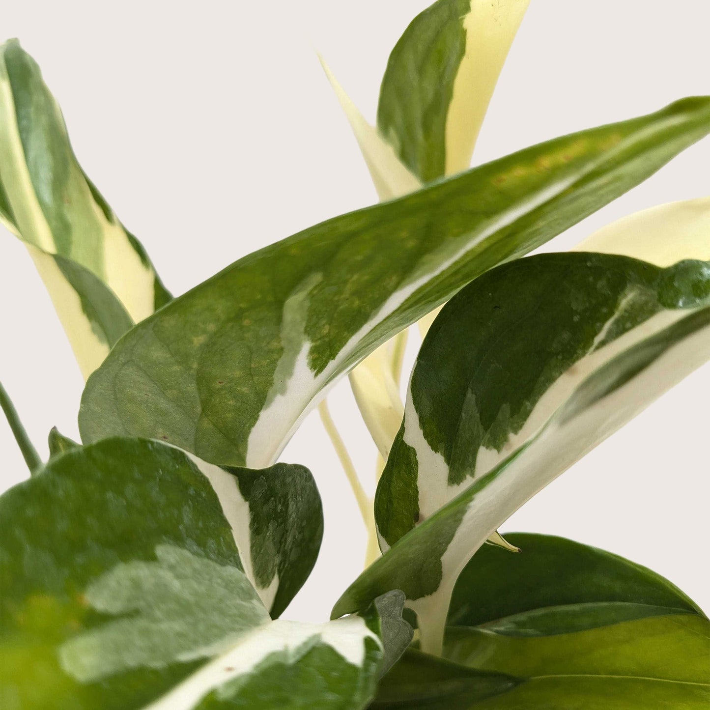 Pothos 'Mutant Manjula'