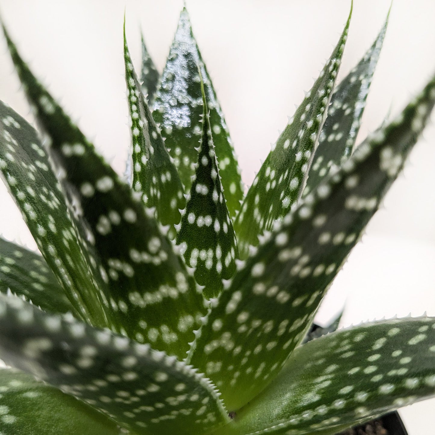 Succulent Gasteria Durban