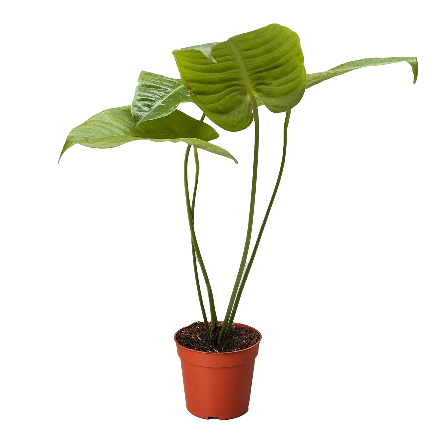 Anthurium 'Veitchii'