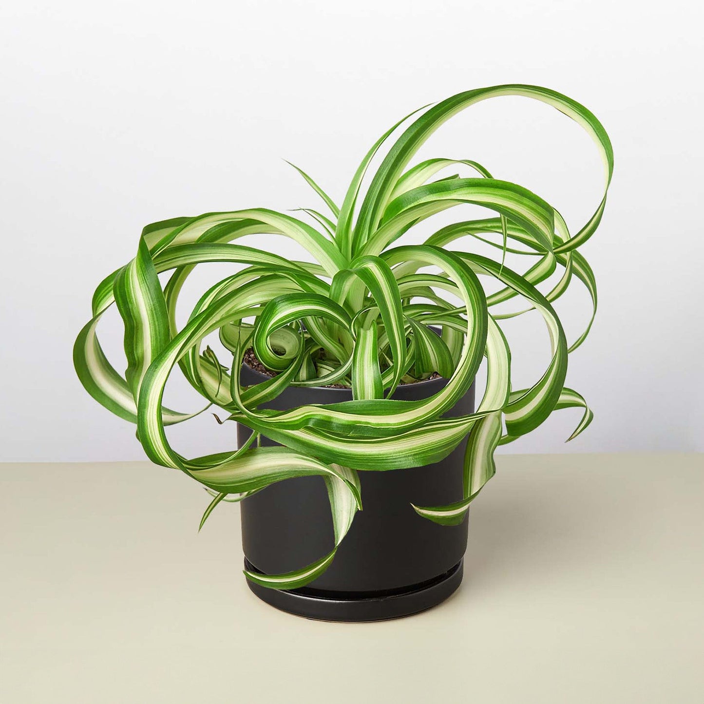 Spider Plant 'Bonnie'