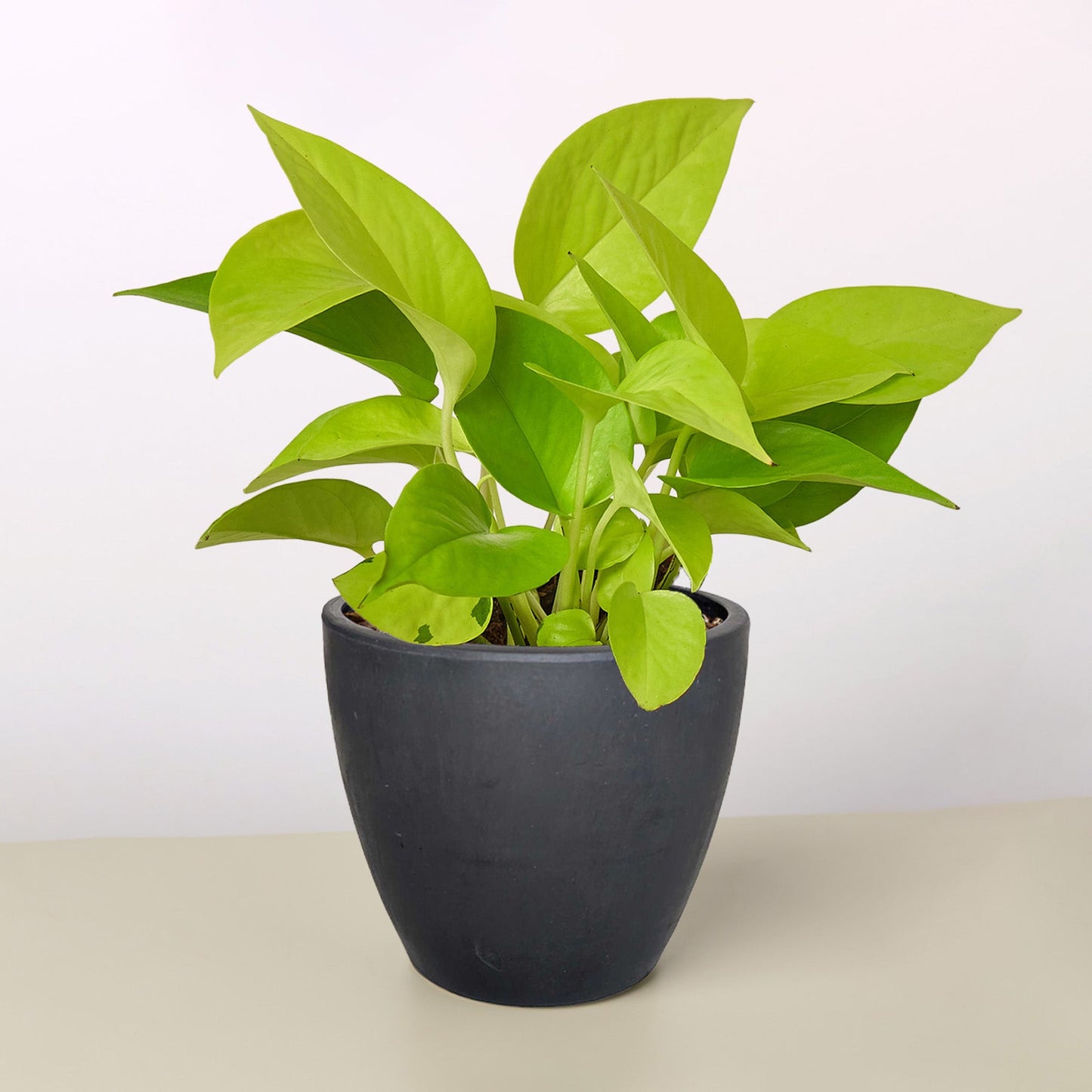 Pothos 'Neon'