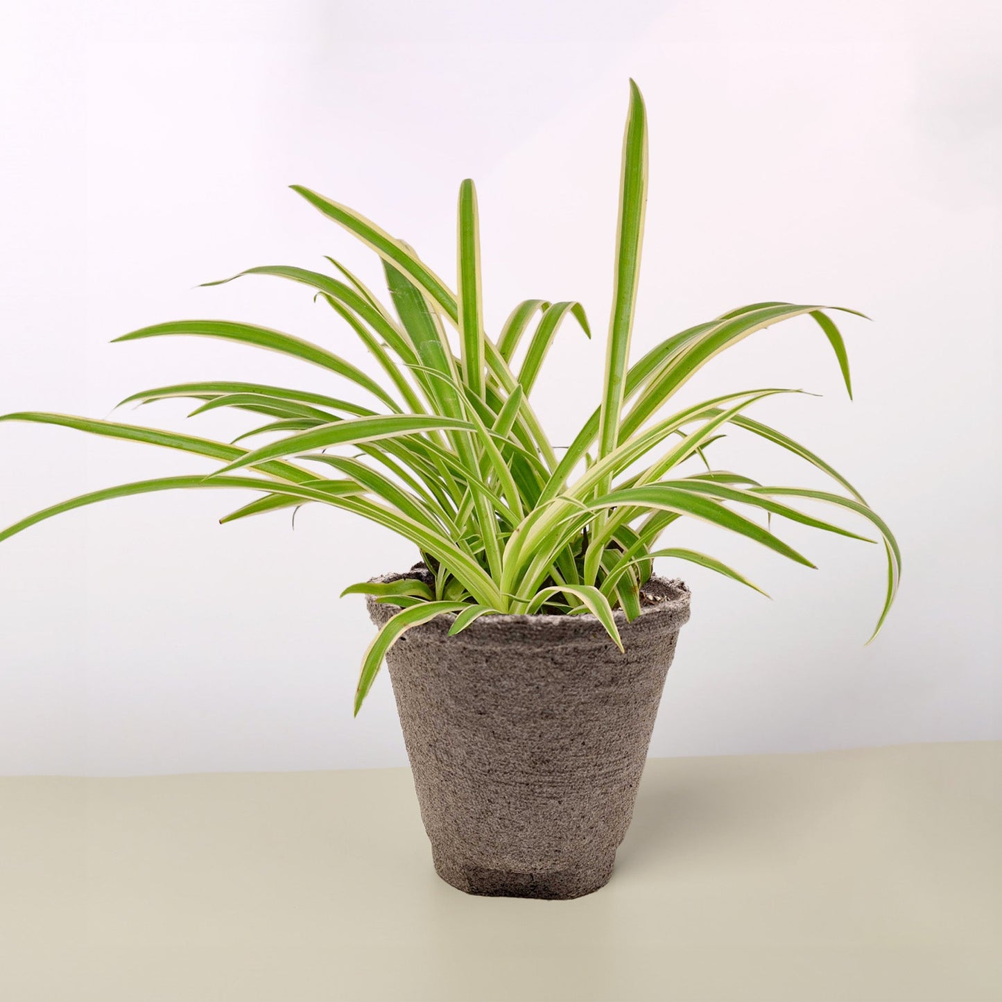 Spider Plant 'Reverse'