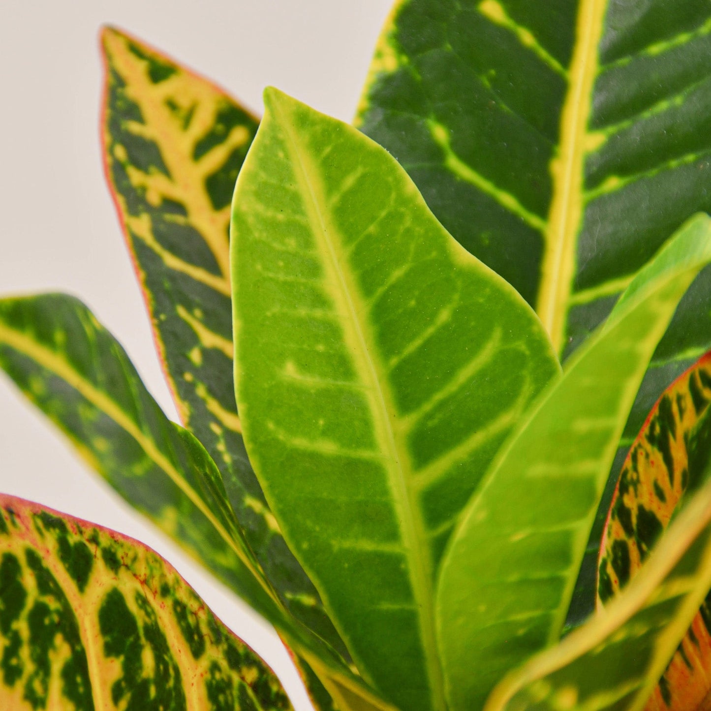 Croton Petra 'Joseph's Coat'