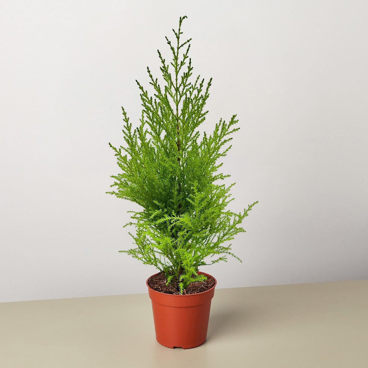 Cypress Lemon