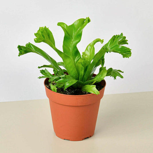 Bird‚Äôs Nest 'Leslie' Fern