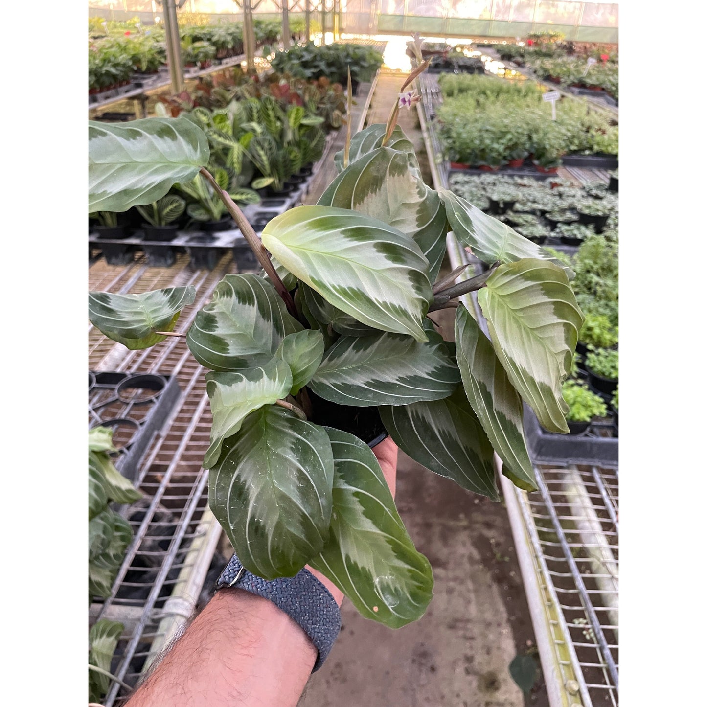 Maranta 'Silver Band'