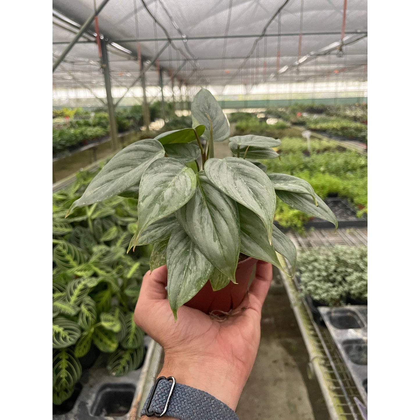 Philodendron 'Sodiroi'