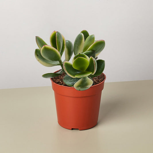 Succulent Crassula Jade Variegated