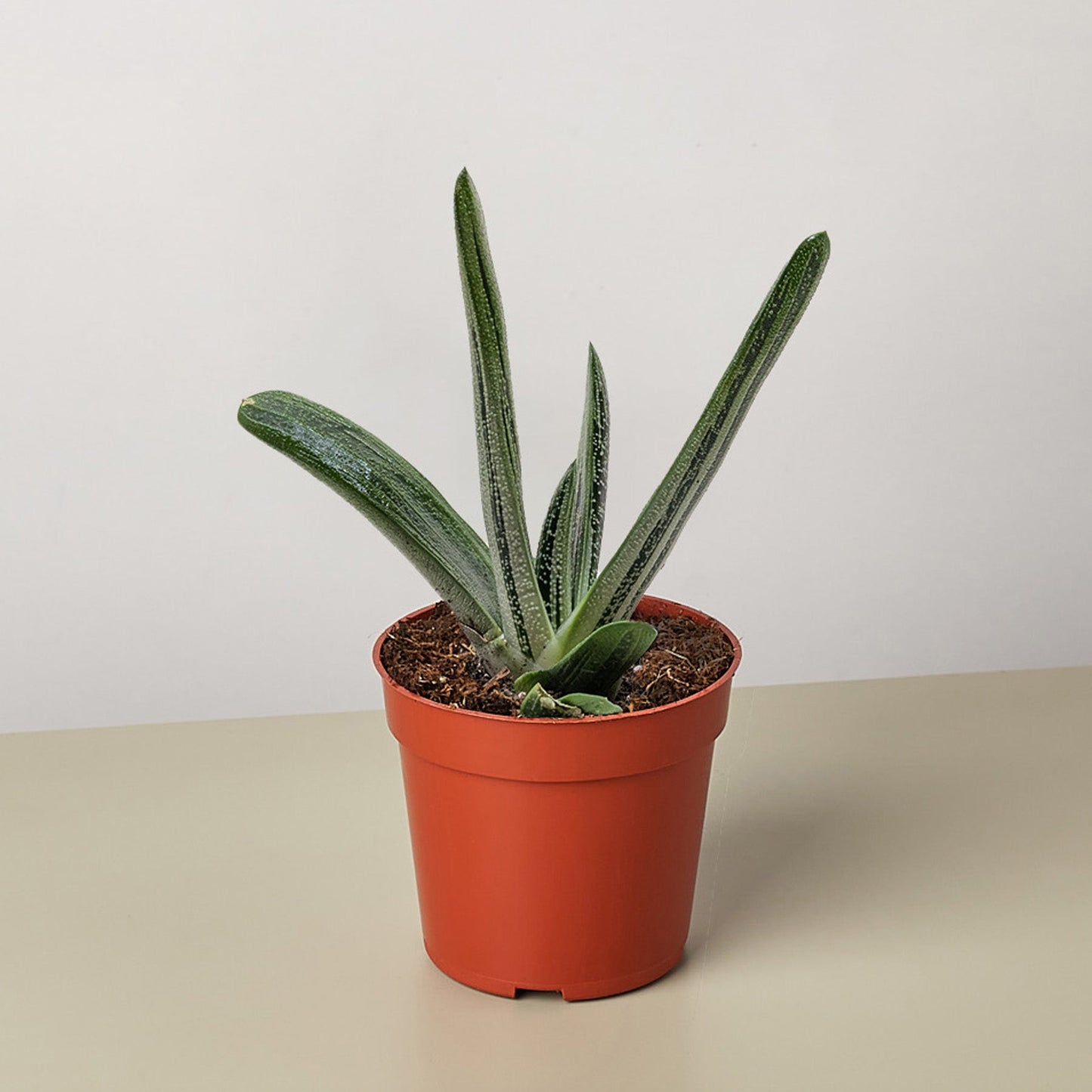 Succulent Gasteria Little Warty