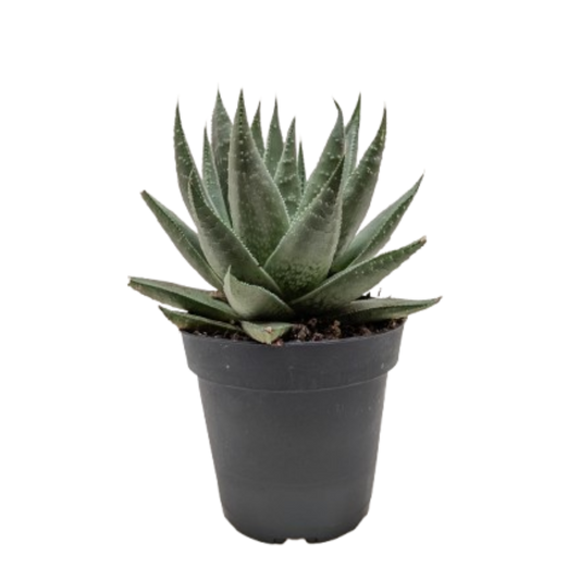 Succulent Haworthia Savanna
