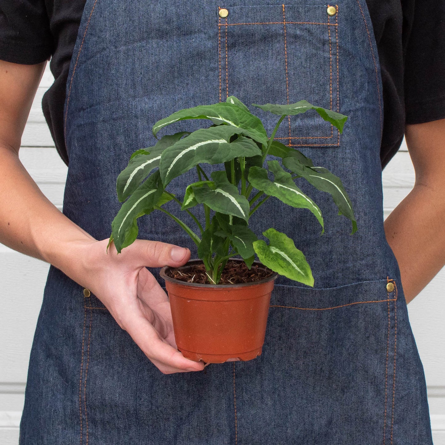 Syngonium wendlandii 'Black Velvet'