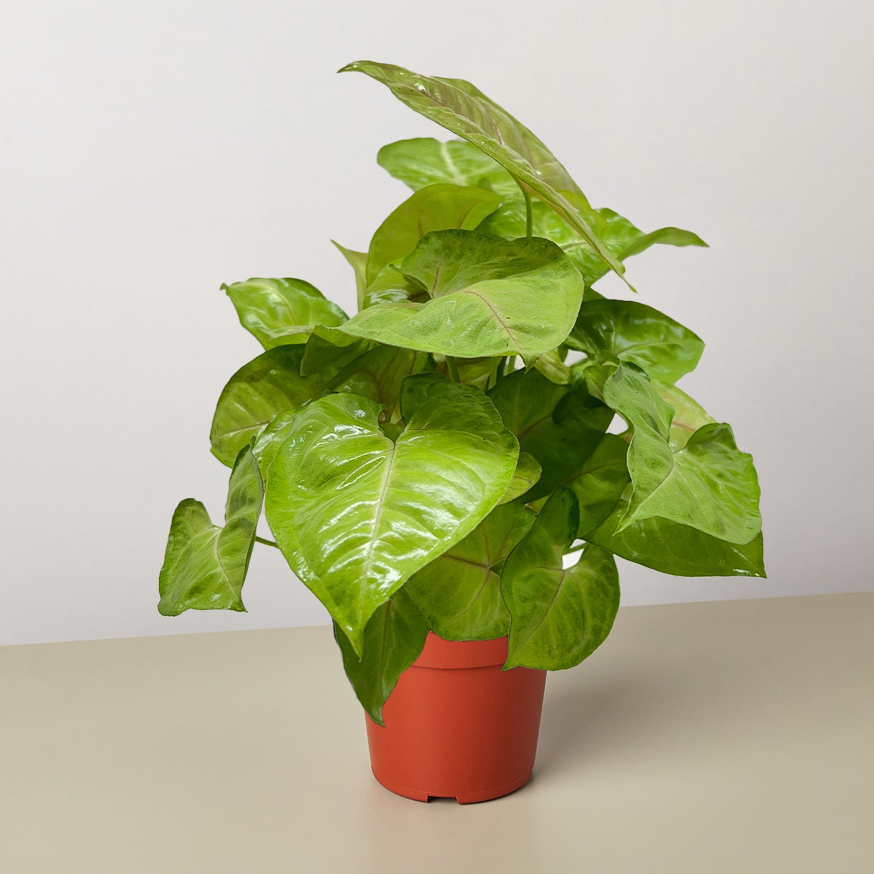 House Plant Shop Syngonium Cream Allusion - Thumbnail 5