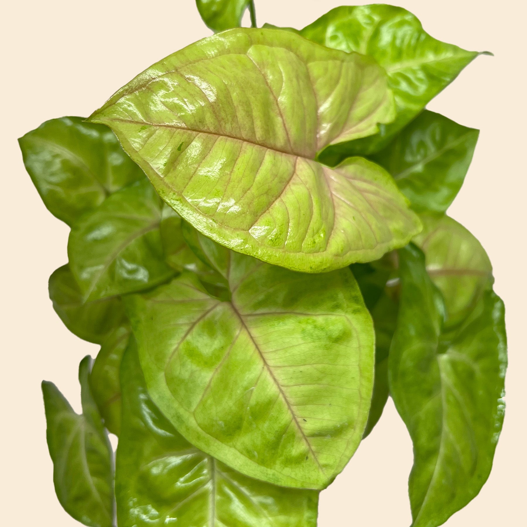House Plant Shop Syngonium Cream Allusion - Thumbnail 3