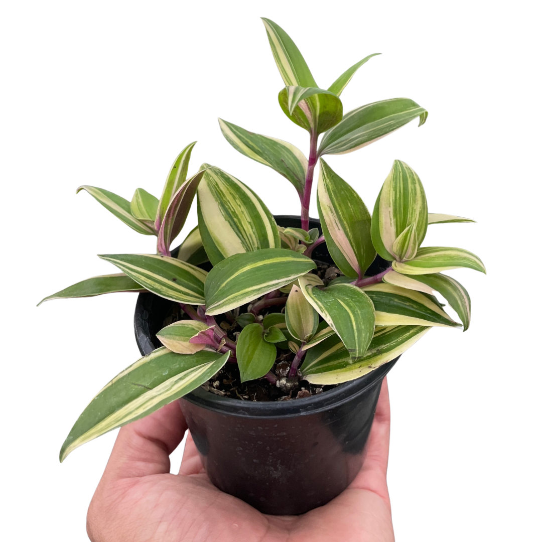 Tradescantia 'Tricolor'