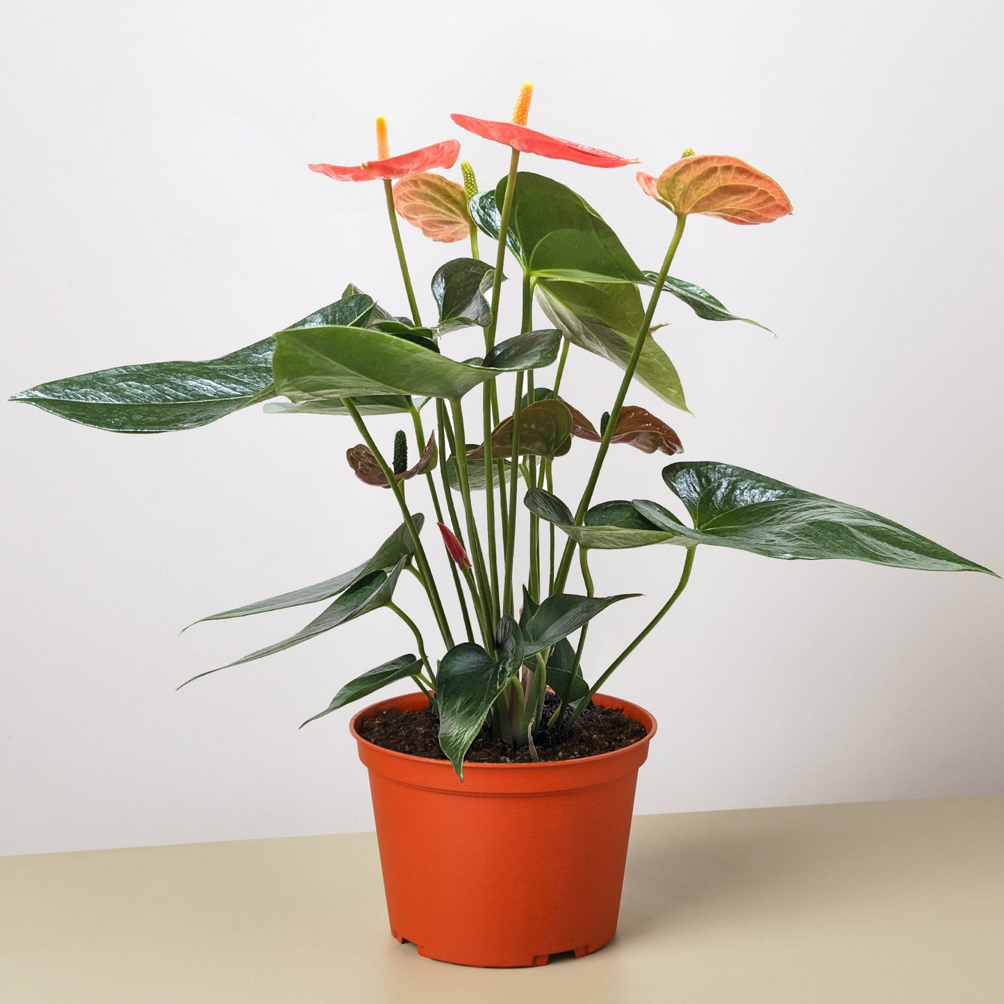 Anthurium 'Orange'