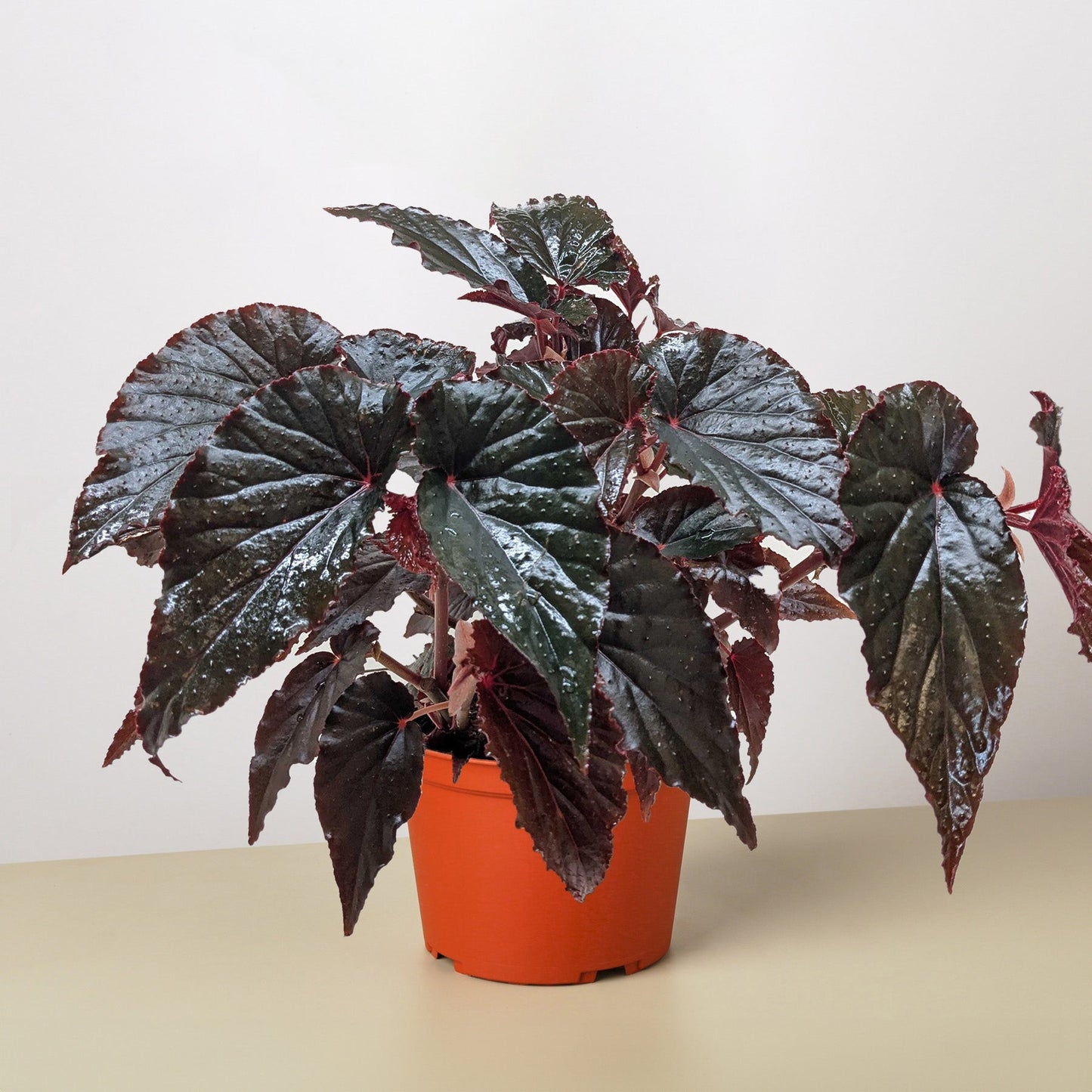 Begonia 'Black Magic'