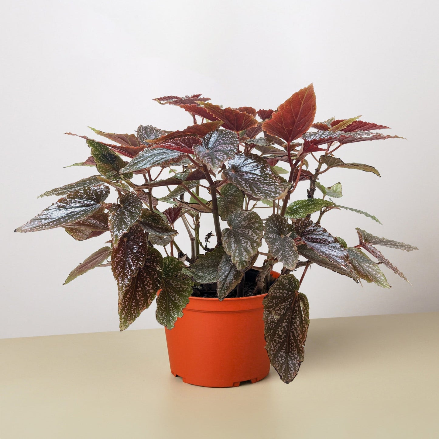 Begonia 'Corallina'