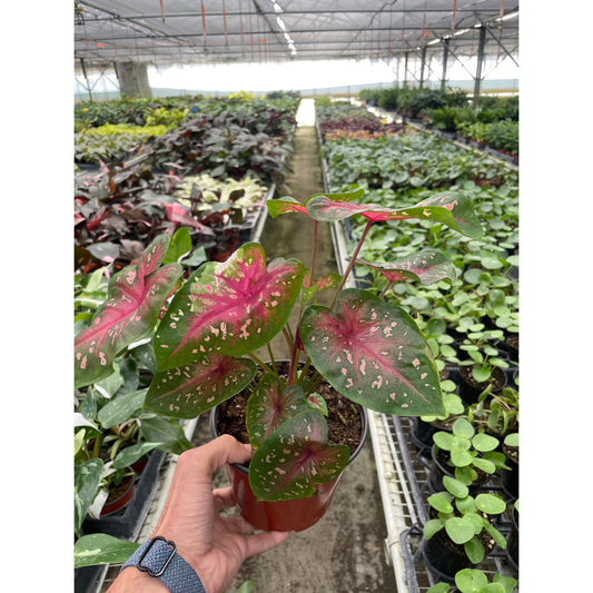 6" Caladium 'Red Flash'