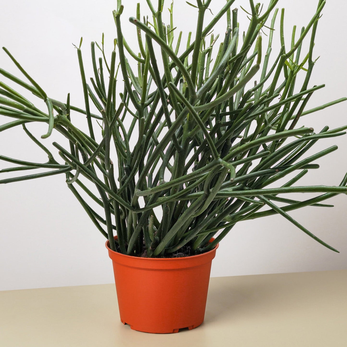 Euphorbia 'Pencil Cactus'