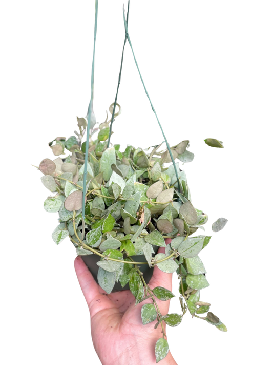 Hoya Krohiana 'Eskimo'