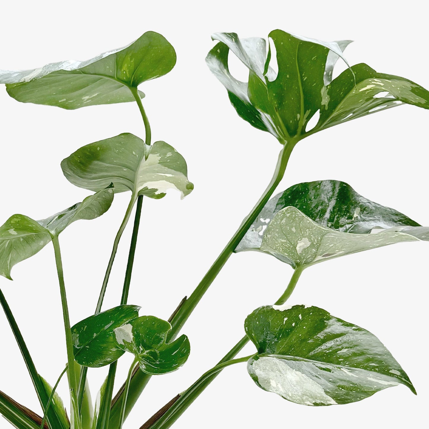 Monstera 'Thai Constellation'