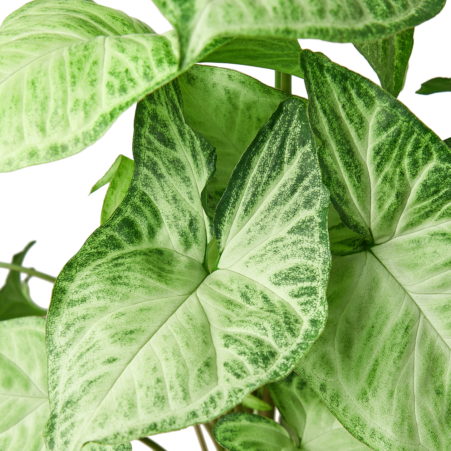 Syngonium White Butterfly