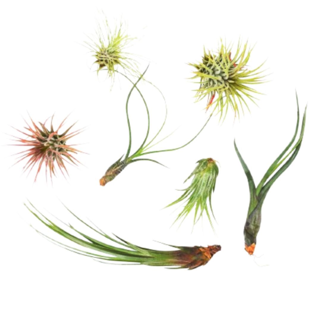 7 Air Plant Variety Pack - Tillandsias