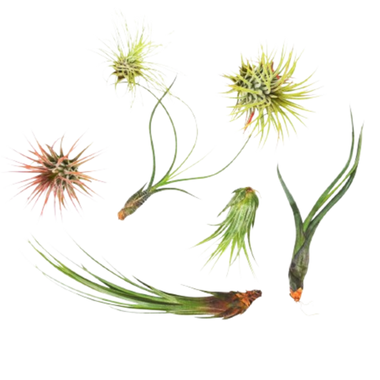 7 Air Plant Variety Pack - Tillandsias