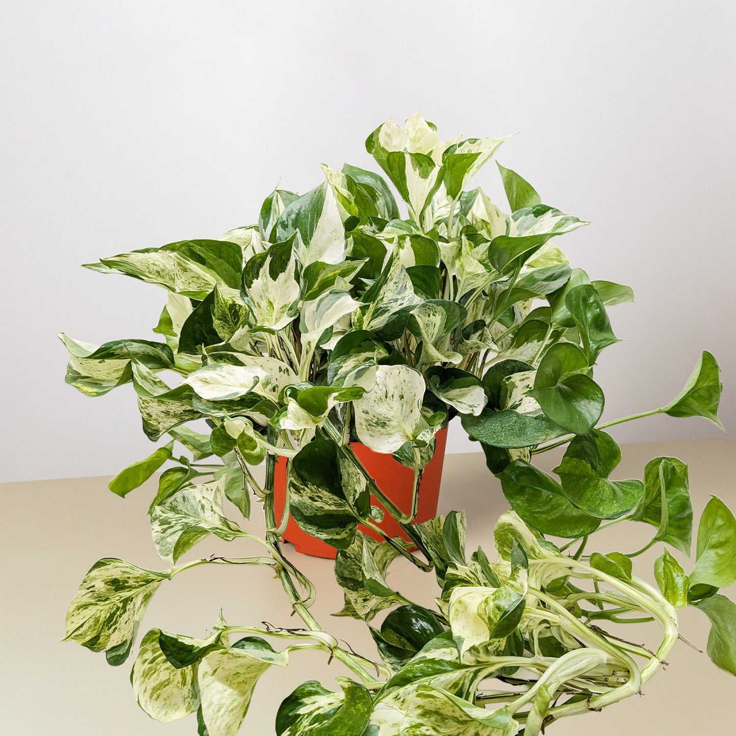 Pothos 'Manjula'