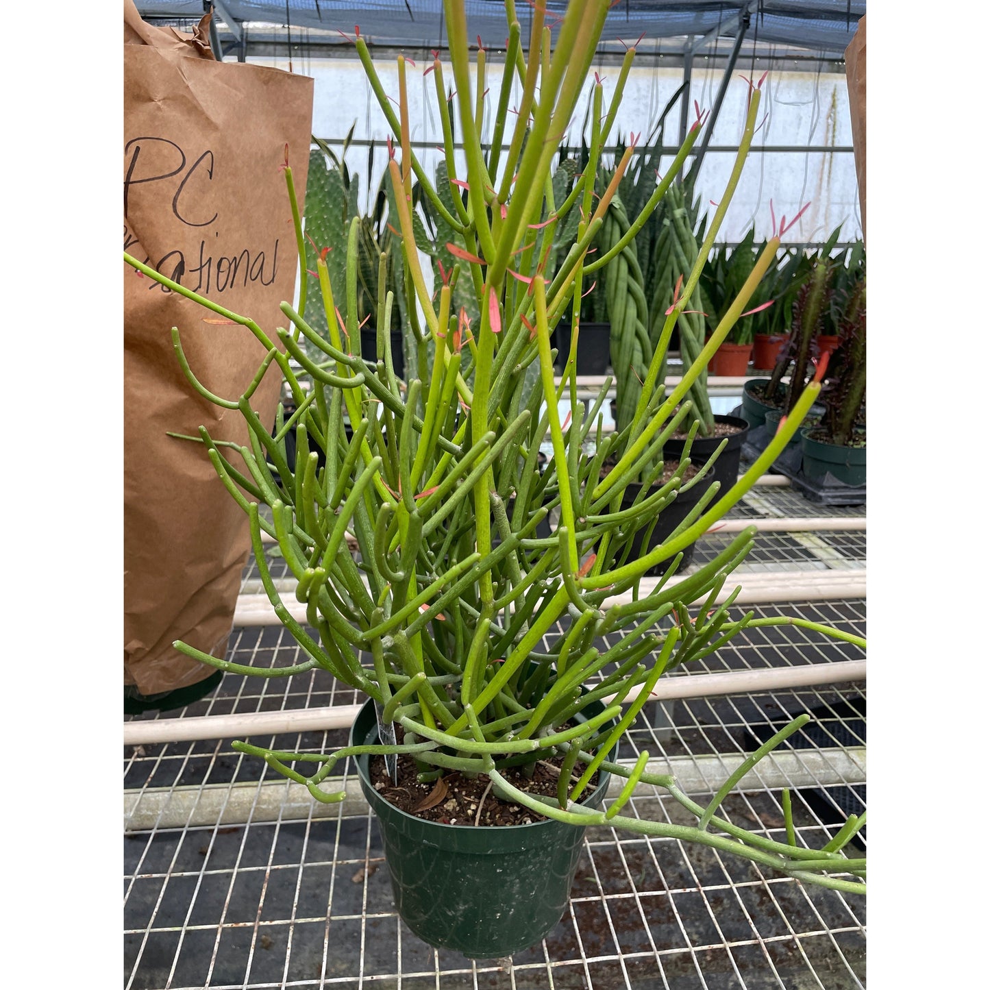 Euphorbia 'Pencil Cactus'