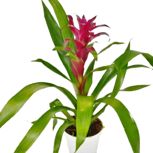 Bromeliad Guzmania 'Purple' - 4" Pot