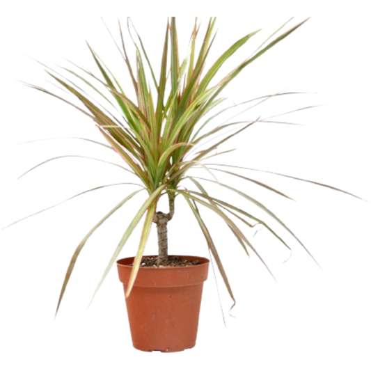 Dracaena 'Red Margined' - 4" Pot