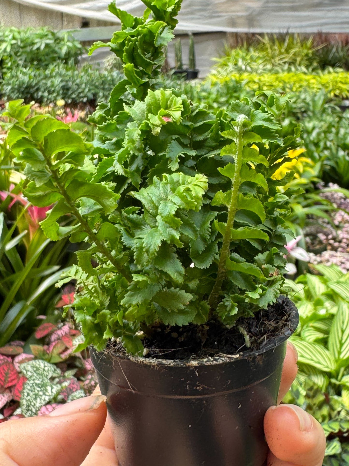 'Emina' Fern - 4" Pot