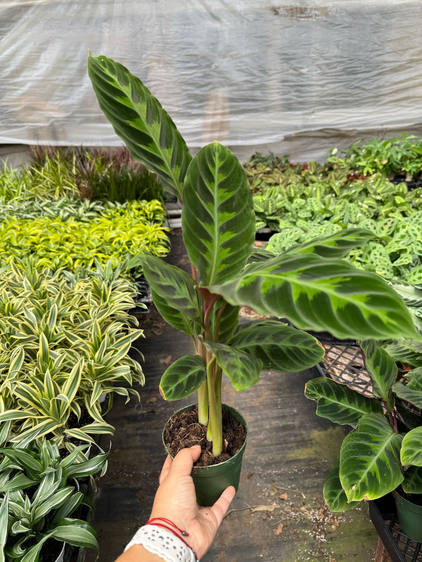 Calathea 'Warscewiczii' - 6" Pot