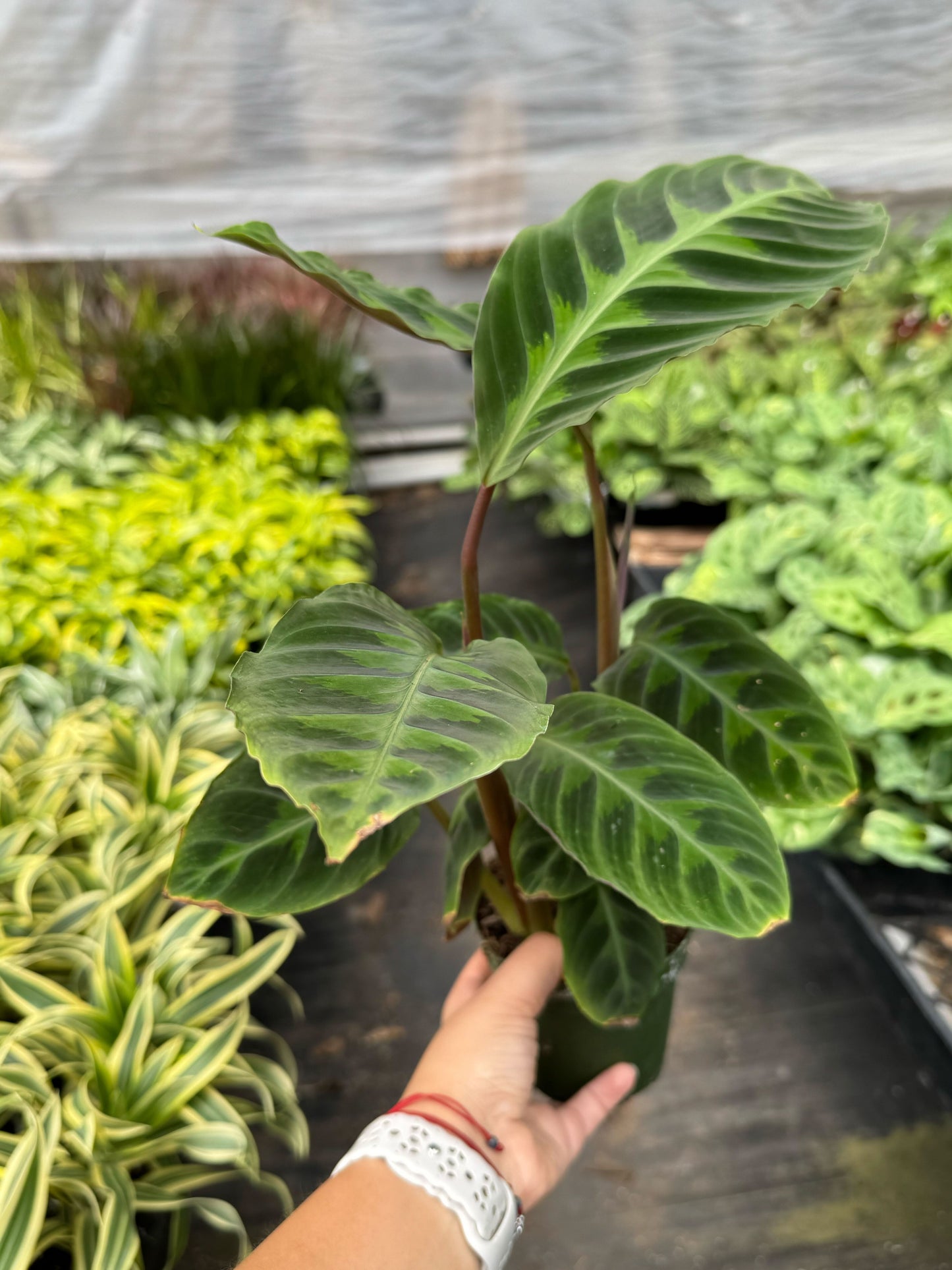Calathea 'Warscewiczii' - 6" Pot