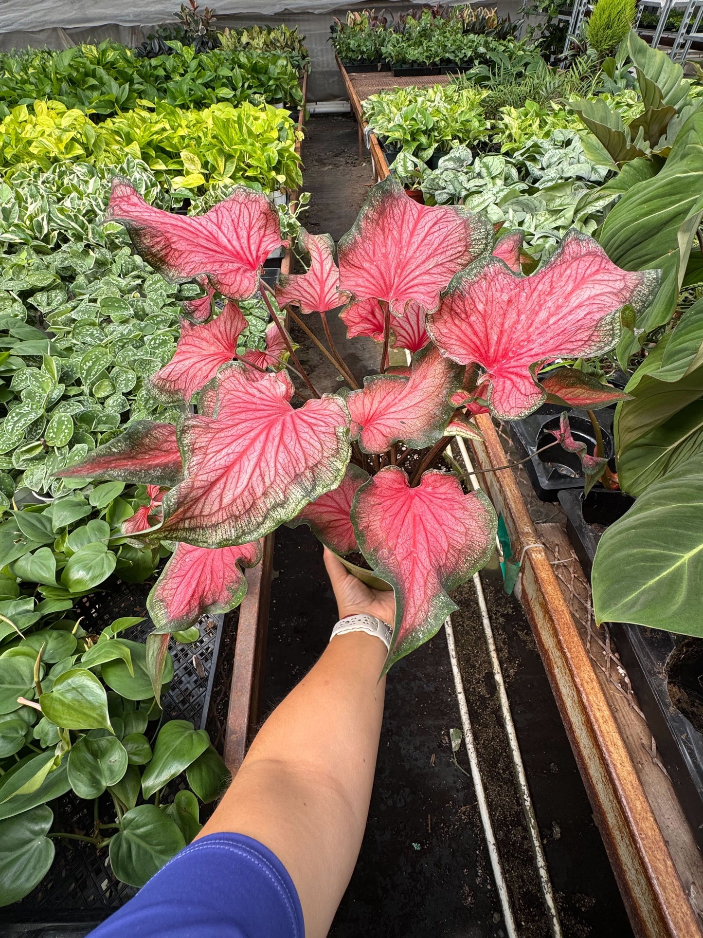 Caladium Red Flash